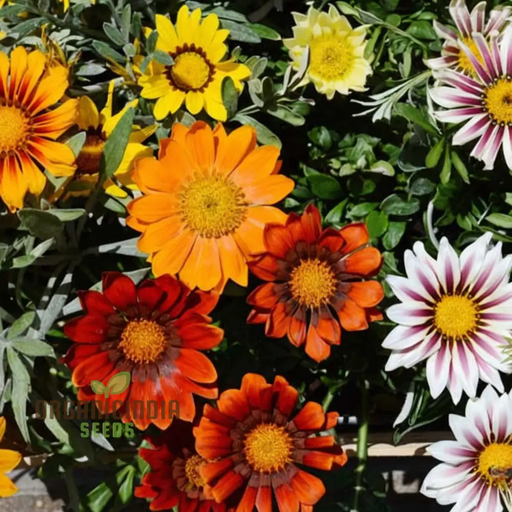 Gazania Hybrid Mixed Color Flower Seeds - Bright and Bold Blooms for Eye-Catching Gardens - Image 3