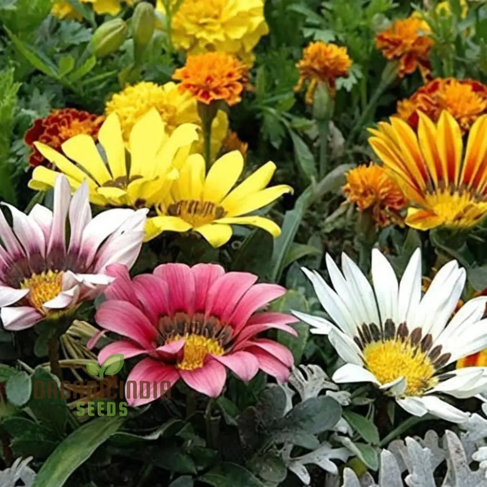 Gazania Hybrid Mixed Color Flower Seeds - Bright and Bold Blooms for Eye-Catching Gardens - Image 4