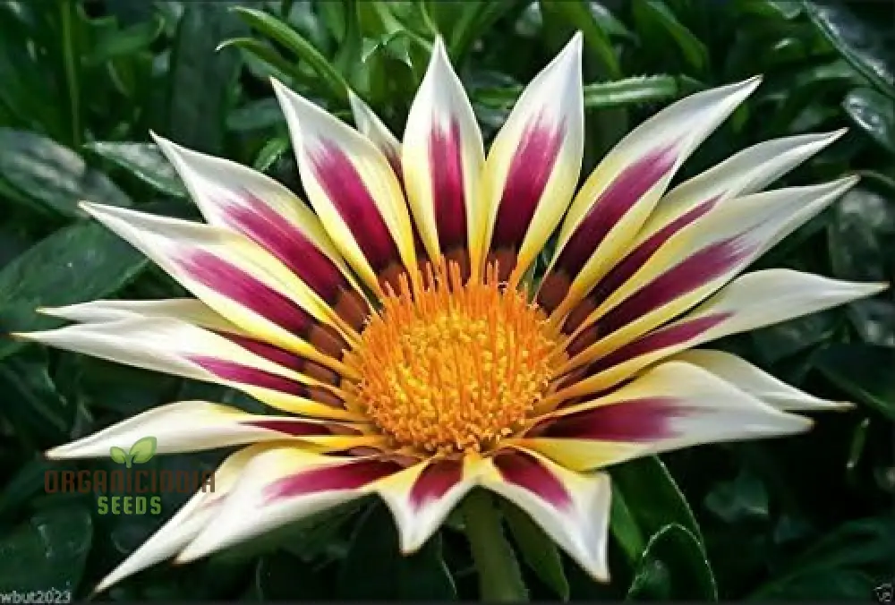 Gazania New Day Rose Stripe F1 Flower Seeds For Planting, Bright and Beautiful Rose-Striped Gazania Flowers for a Stunning Garden