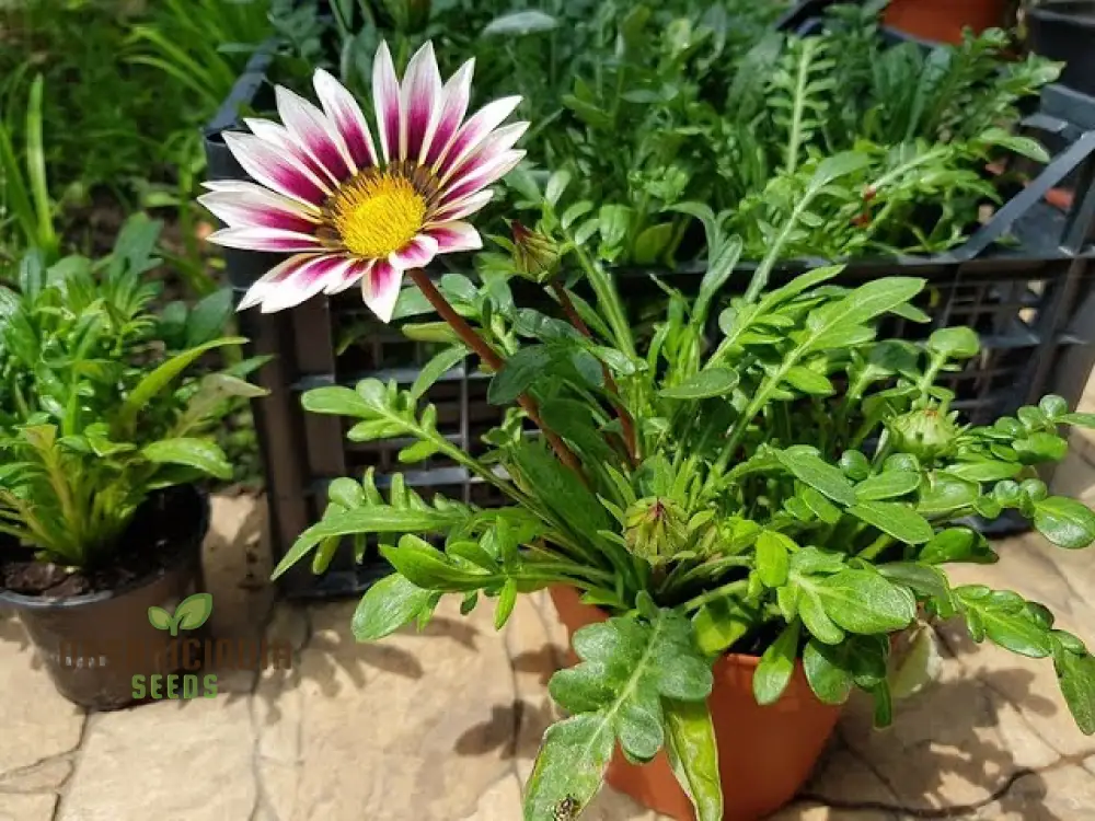 Gazania New Day Rose Stripe F1 Flower Seeds For Planting, Bright and Beautiful Rose-Striped Gazania Flowers for a Stunning Garden - Image 3