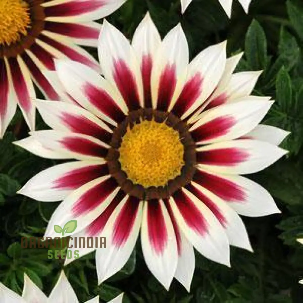 Gazania New Day Rose Stripe F1 Flower Seeds For Planting, Bright and Beautiful Rose-Striped Gazania Flowers for a Stunning Garden - Image 4