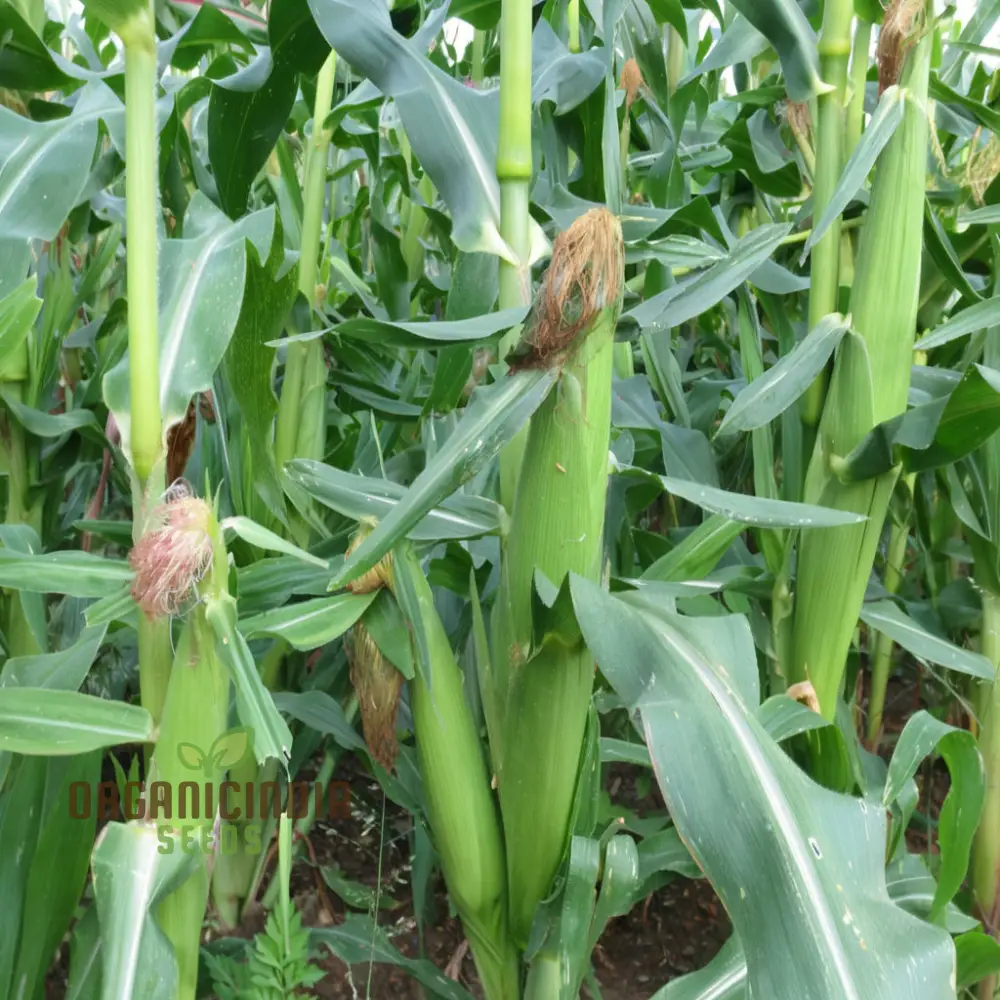 Radiant Gem Corn Seeds, Grow Your Own Ornamental Gem Corn vegetable Seeds
