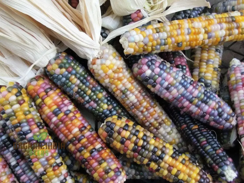 Radiant Gem Corn Seeds, Grow Your Own Ornamental Gem Corn vegetable Seeds - Image 3