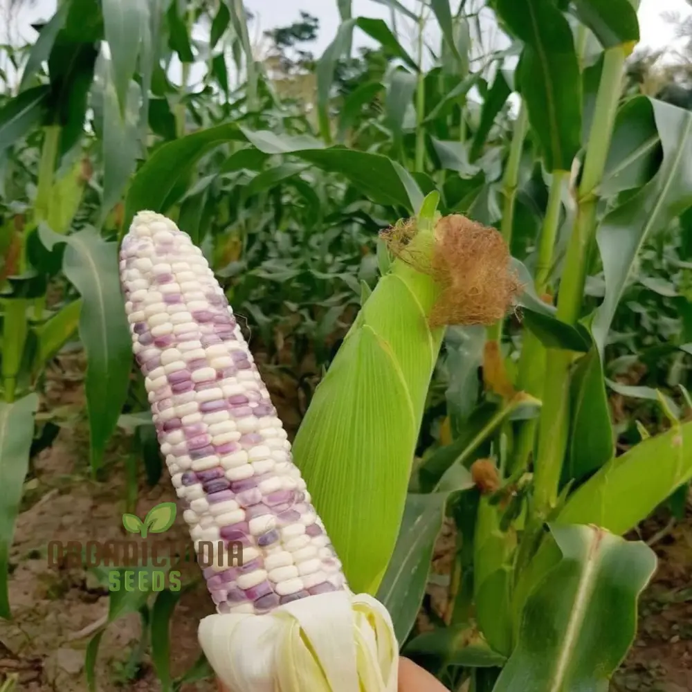Radiant Gem Corn Seeds, Grow Your Own Ornamental Gem Corn vegetable Seeds - Image 4