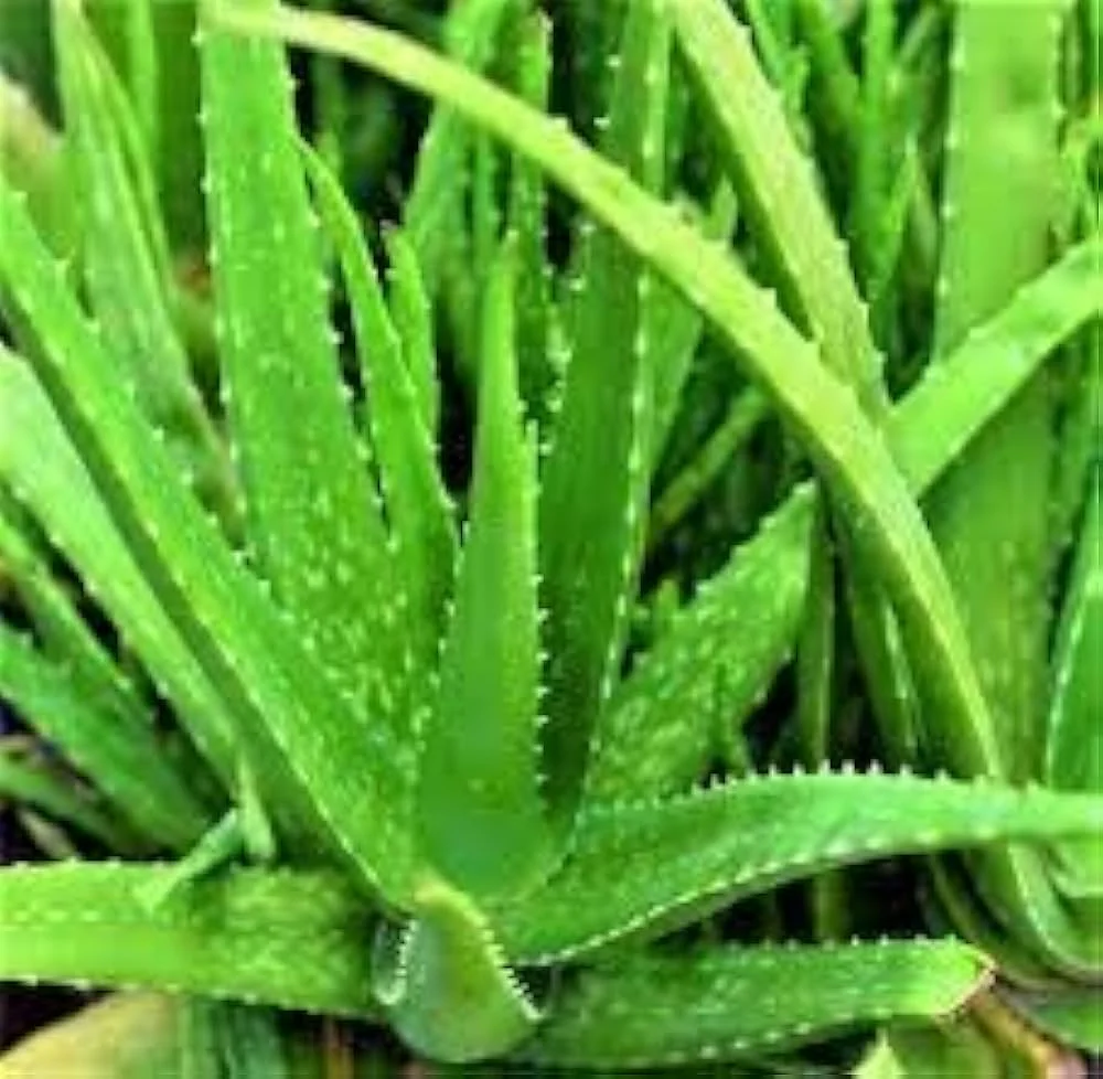 Green Aloe Vera Seeds for Planting – Organic, Easy-Grow Succulent for Skin Care & Home Gardens