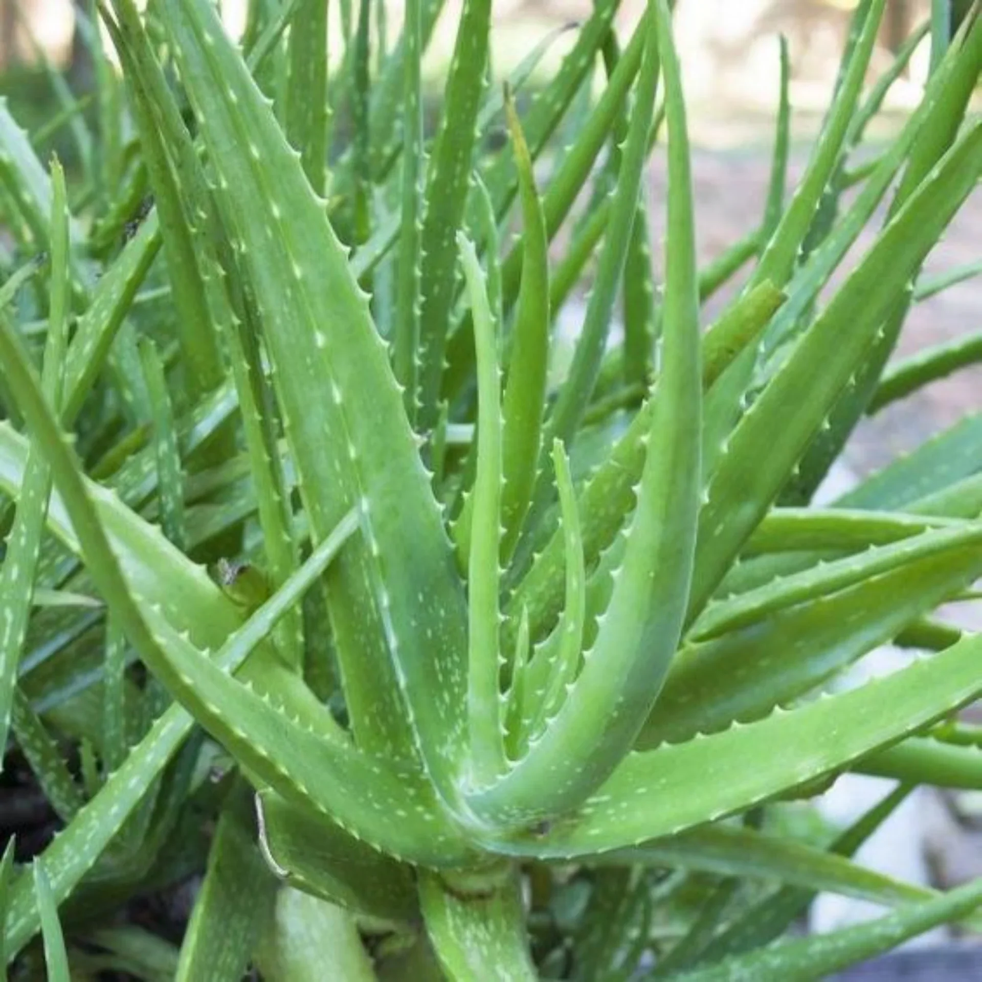 Green Aloe Vera Seeds for Planting – Organic, Easy-Grow Succulent for Skin Care & Home Gardens - Image 2