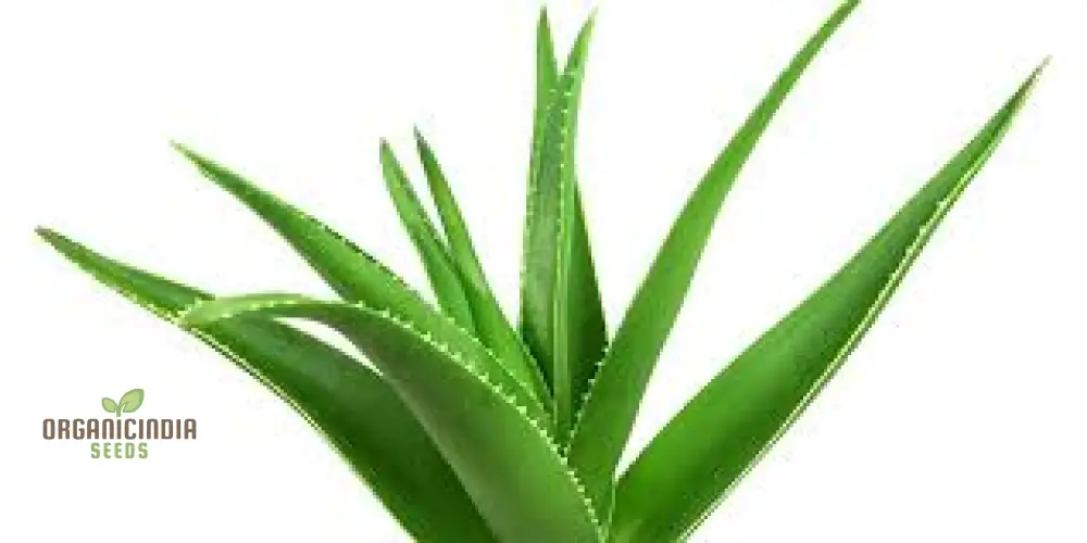 Green Aloe Vera Seeds for Planting – Organic, Easy-Grow Succulent for Skin Care & Home Gardens - Image 3