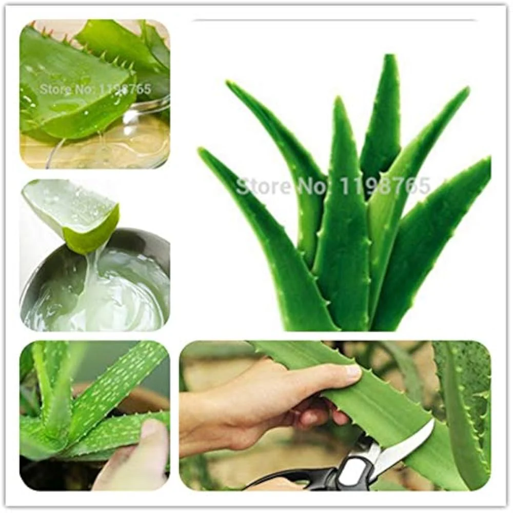 Green Aloe Vera Seeds for Planting – Organic, Easy-Grow Succulent for Skin Care & Home Gardens - Image 4