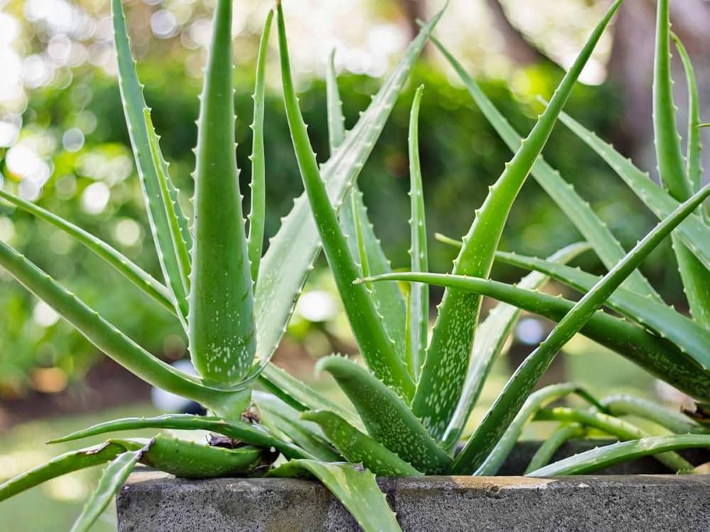 Green Aloe Vera Seeds for Planting – Organic, Easy-Grow Succulent for Skin Care & Home Gardens - Image 5