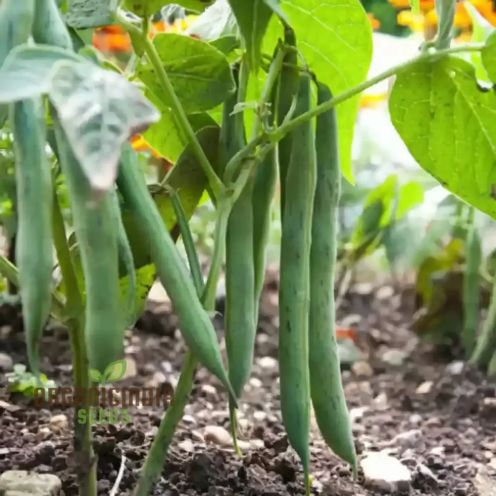 Green Contender Vegetable Bean Seeds , Heirloom Quality for Vibrant Gardens Seeds For Planting