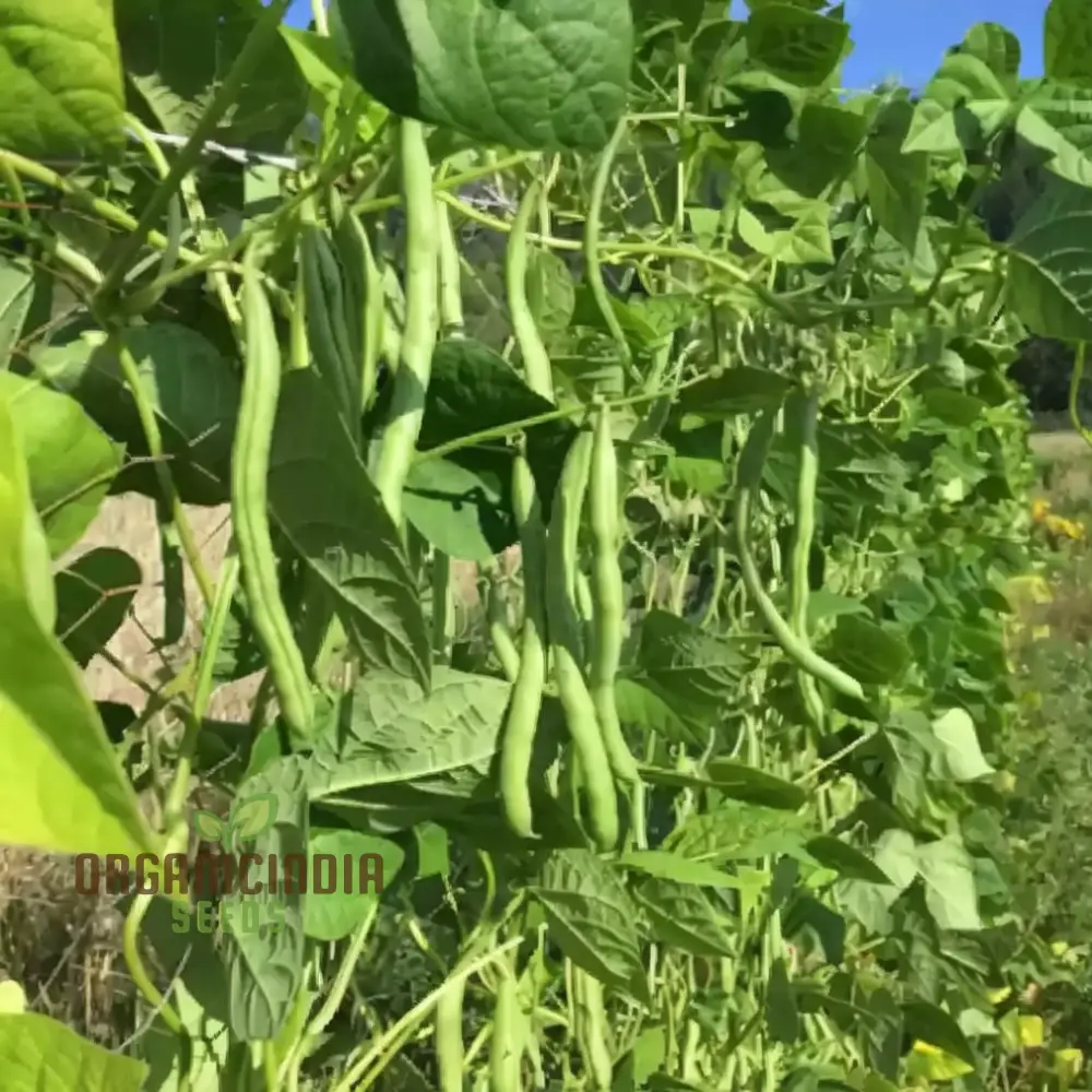 Green Contender Vegetable Bean Seeds , Heirloom Quality for Vibrant Gardens Seeds For Planting - Image 3