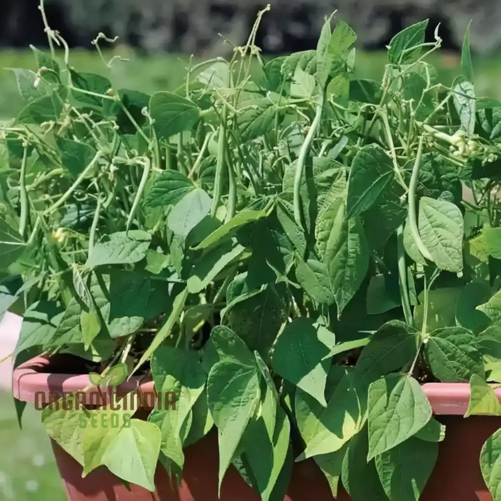 Green Contender Vegetable Bean Seeds , Heirloom Quality for Vibrant Gardens Seeds For Planting - Image 4