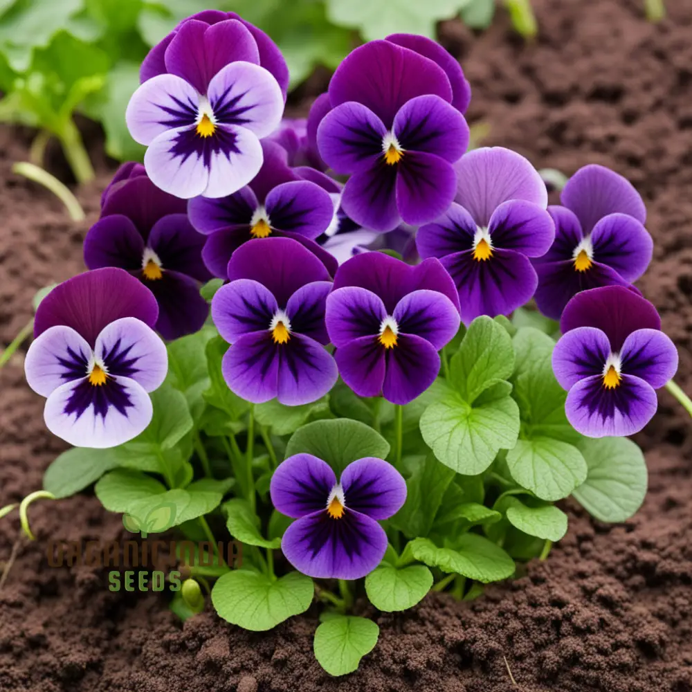 Viola Germania Mixed Flower Seeds, Vibrant Assortment for Your Garden - Image 4