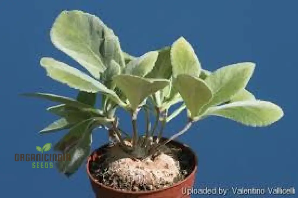 Generic Seeds for gardening with New Fresh 10pcs White Sinningia leucotricha Plant Seeds