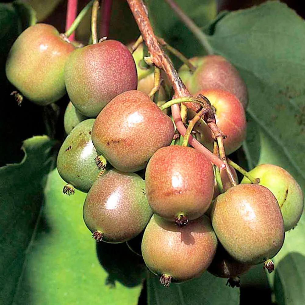 Geneva Kiwi Seeds for Planting – Grow Sweet & Hardy Kiwi Fruits - Image 2