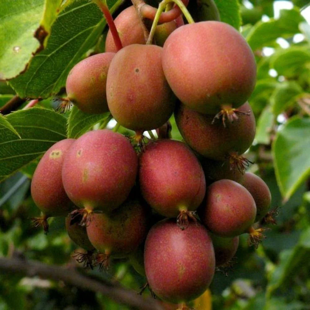 Geneva Kiwi Seeds for Planting – Grow Sweet & Hardy Kiwi Fruits - Image 3