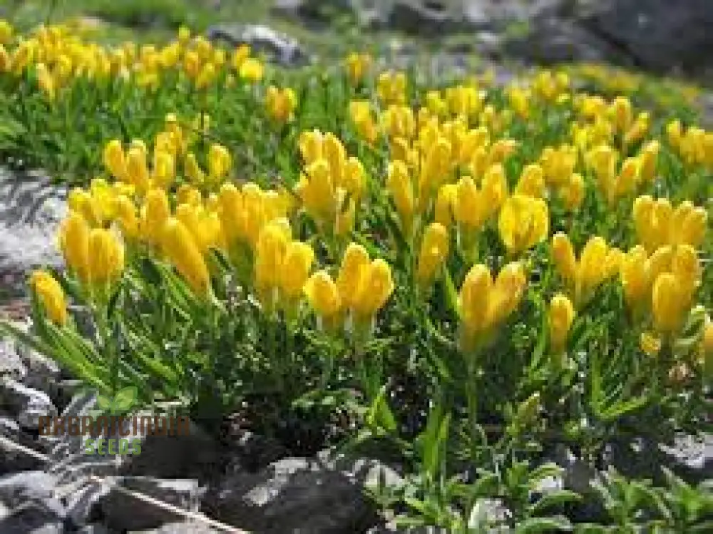 Genista Radiata Seeds - Stunning Yellow Blooms for Your Garden Borders and Landscapes - Hardy and Easy to Grow