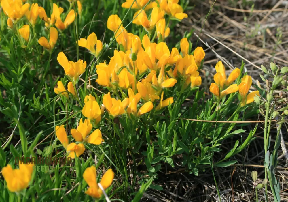Genista Radiata Seeds - Stunning Yellow Blooms for Your Garden Borders and Landscapes - Hardy and Easy to Grow - Image 3