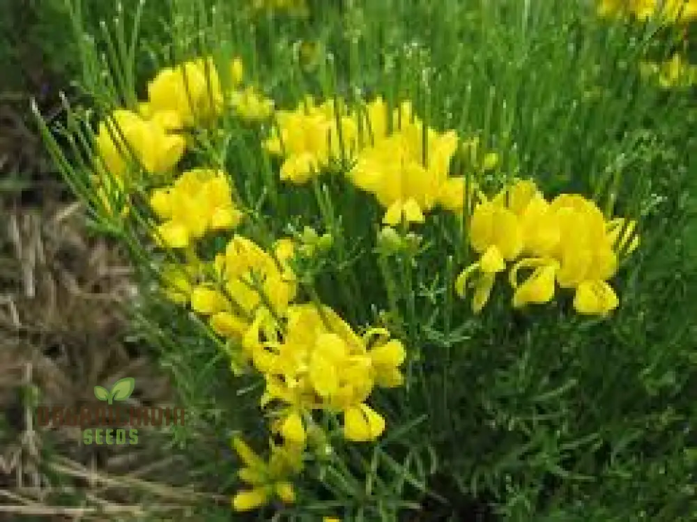 Genista Radiata Seeds - Stunning Yellow Blooms for Your Garden Borders and Landscapes - Hardy and Easy to Grow - Image 4