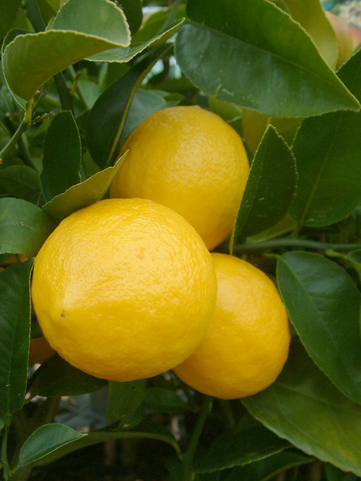 Genoa Lemon Seeds for Planting – Grow Flavorful Citrus Trees at Home - Image 2