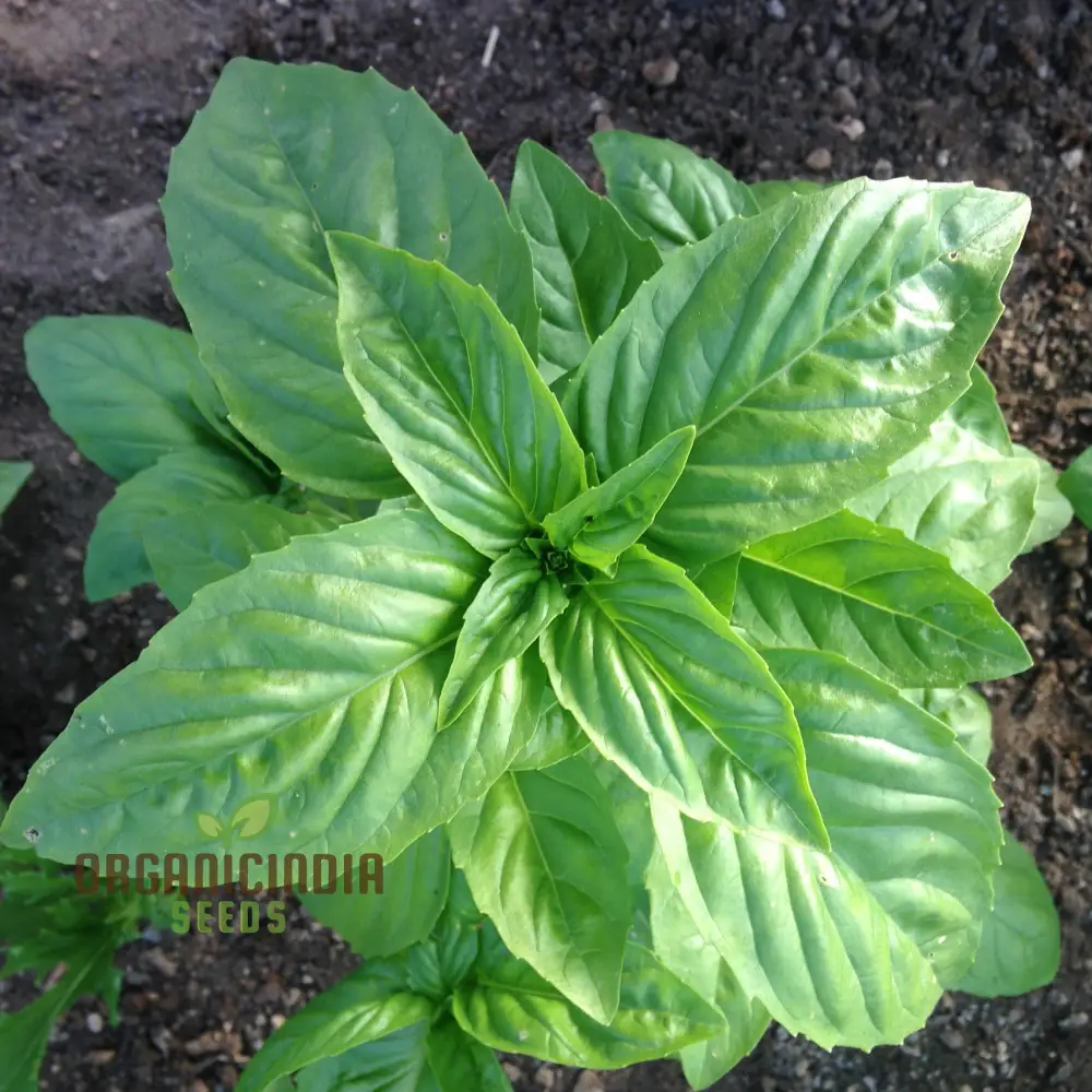 Genovese Basil - Premium Heirloom Seeds for Lush Herb Gardens | Grow Your Own Aromatic Basil Plants for Culinary Delights and Home Gardening Enthusiasts