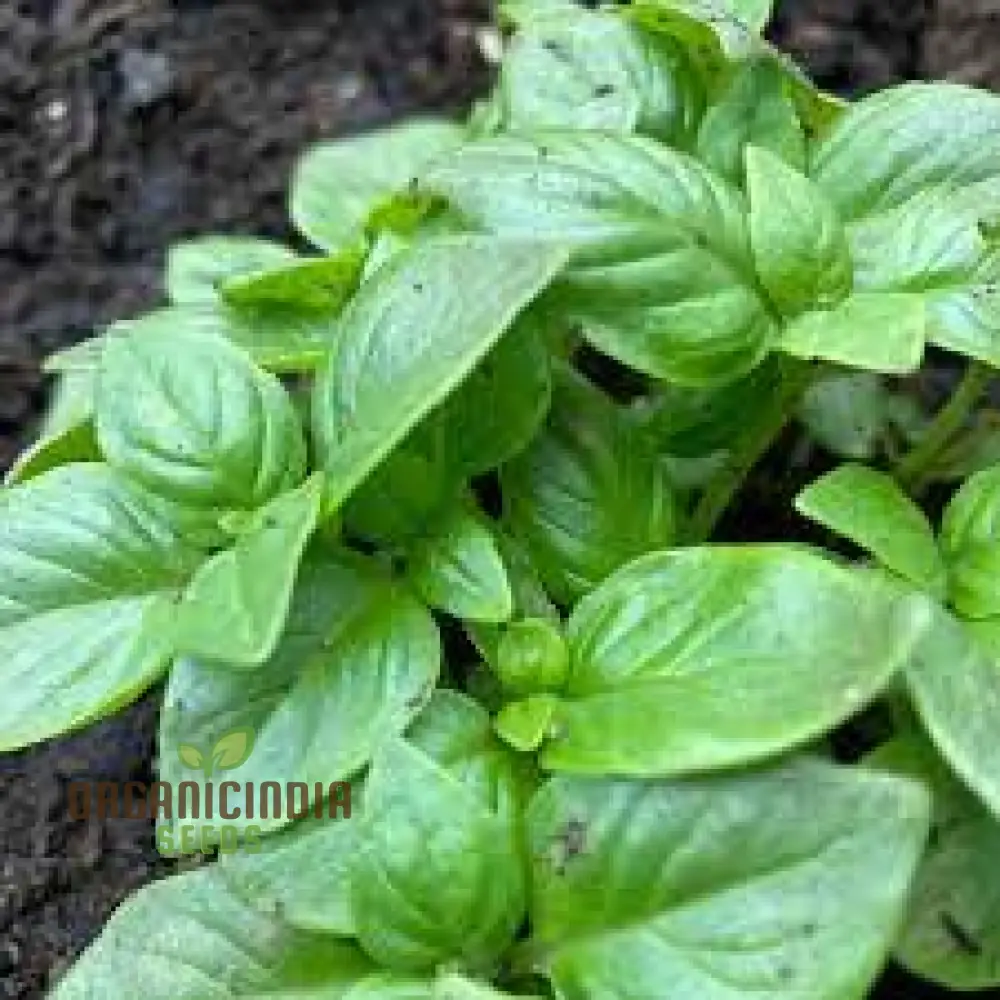 Genovese Basil - Premium Heirloom Seeds for Lush Herb Gardens | Grow Your Own Aromatic Basil Plants for Culinary Delights and Home Gardening Enthusiasts - Image 3