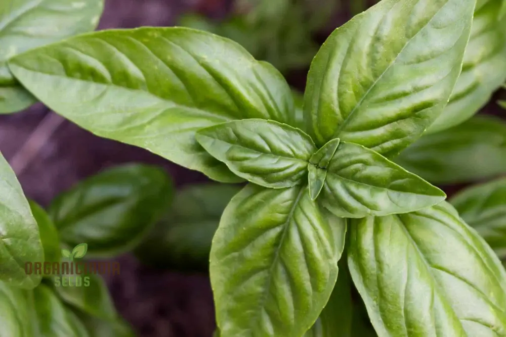 Genovese Basil - Premium Heirloom Seeds for Lush Herb Gardens | Grow Your Own Aromatic Basil Plants for Culinary Delights and Home Gardening Enthusiasts - Image 4