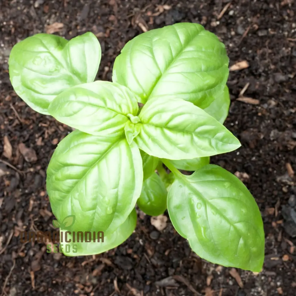 Genovese Basil Seeds, Aromatic Herb for Authentic Italian Cuisine