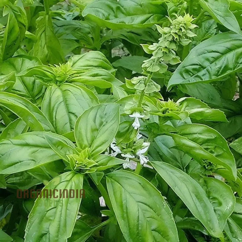 Genovese Basil Seeds, Aromatic Herb for Authentic Italian Cuisine - Image 3
