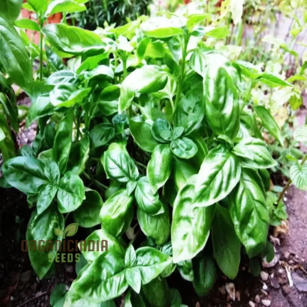 Genovese Basil Seeds, Aromatic Herb for Authentic Italian Cuisine - Image 4