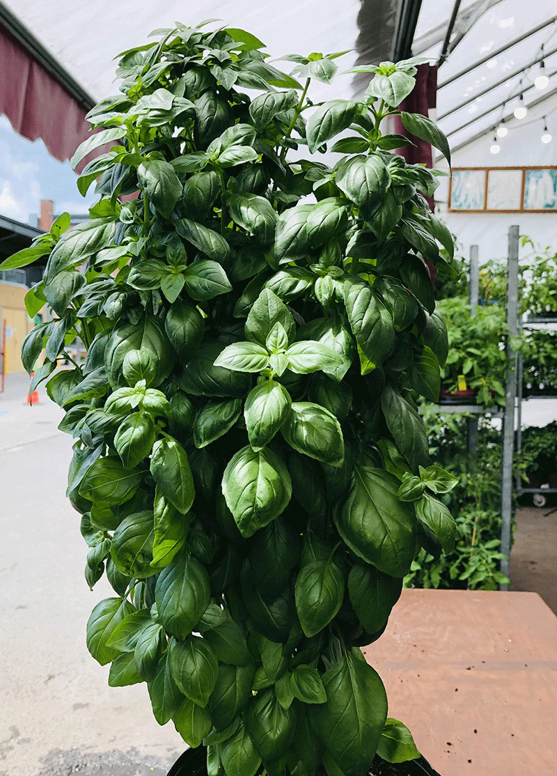 Genovese Basil Seeds for Planting – Heirloom, Organic, Non-GMO | Aromatic Herb for Culinary & Garden | Buy Fresh Basil Seeds Online - Image 2