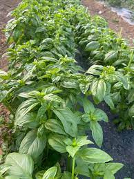 Genovese Basil Seeds for Planting – Heirloom, Organic, Non-GMO | Aromatic Herb for Culinary & Garden | Buy Fresh Basil Seeds Online - Image 3