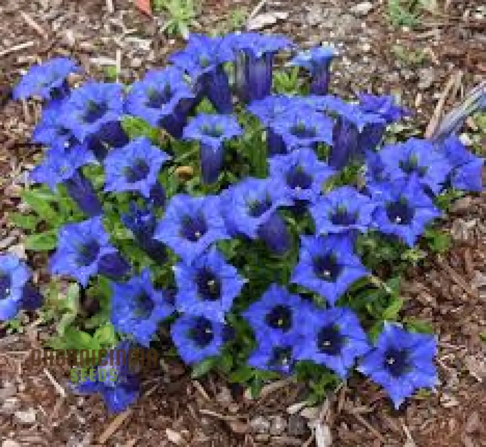 Gentiana Acaulis Flower Seeds For Planting: Rare Alpine Beauty for Your Garden - Explore Unique Varieties and Cultivation Tips!"