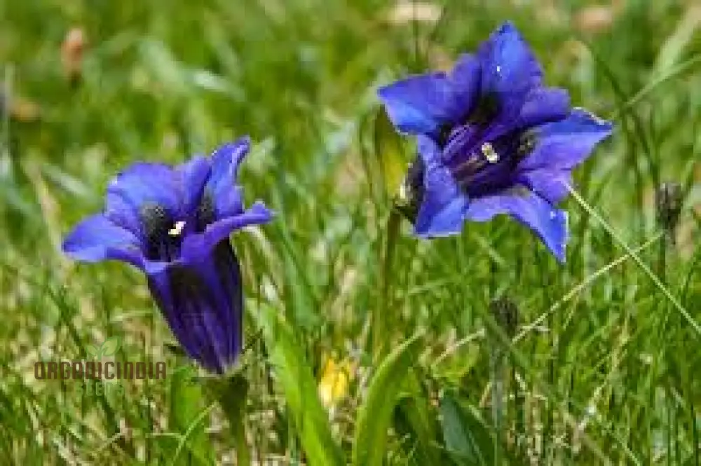 Gentiana Acaulis Flower Seeds For Planting: Rare Alpine Beauty for Your Garden - Explore Unique Varieties and Cultivation Tips!" - Image 3