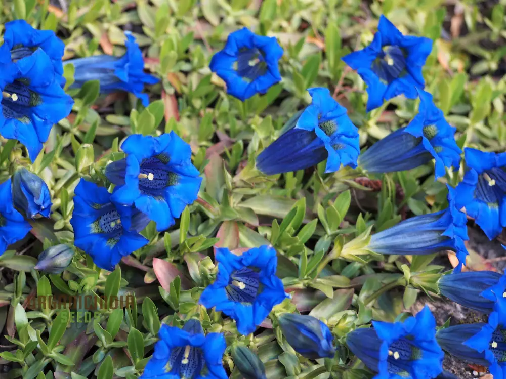 Gentiana Acaulis Flower Seeds For Planting: Rare Alpine Beauty for Your Garden - Explore Unique Varieties and Cultivation Tips!" - Image 4