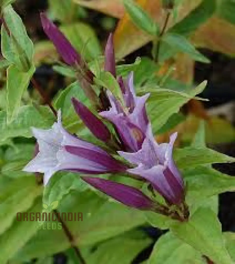 Gentiana Asclepiadea 'Pink Cascade' Seeds - Stunning Perennial for Shaded Gardens