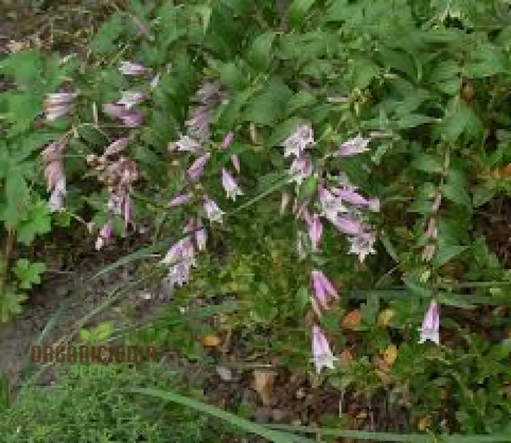 Gentiana Asclepiadea 'Pink Cascade' Seeds - Stunning Perennial for Shaded Gardens - Image 3