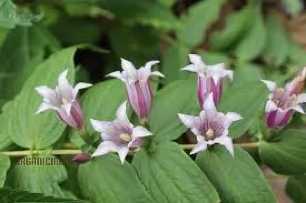 Gentiana Asclepiadea 'Pink Cascade' Seeds - Stunning Perennial for Shaded Gardens - Image 4