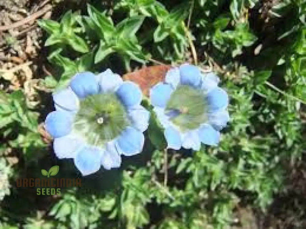Gentiana Depressa Seeds for Alpine Garden Enthusiasts â€“ Perfect for Adding Unique Blue Blooms to Your Rock Garden
