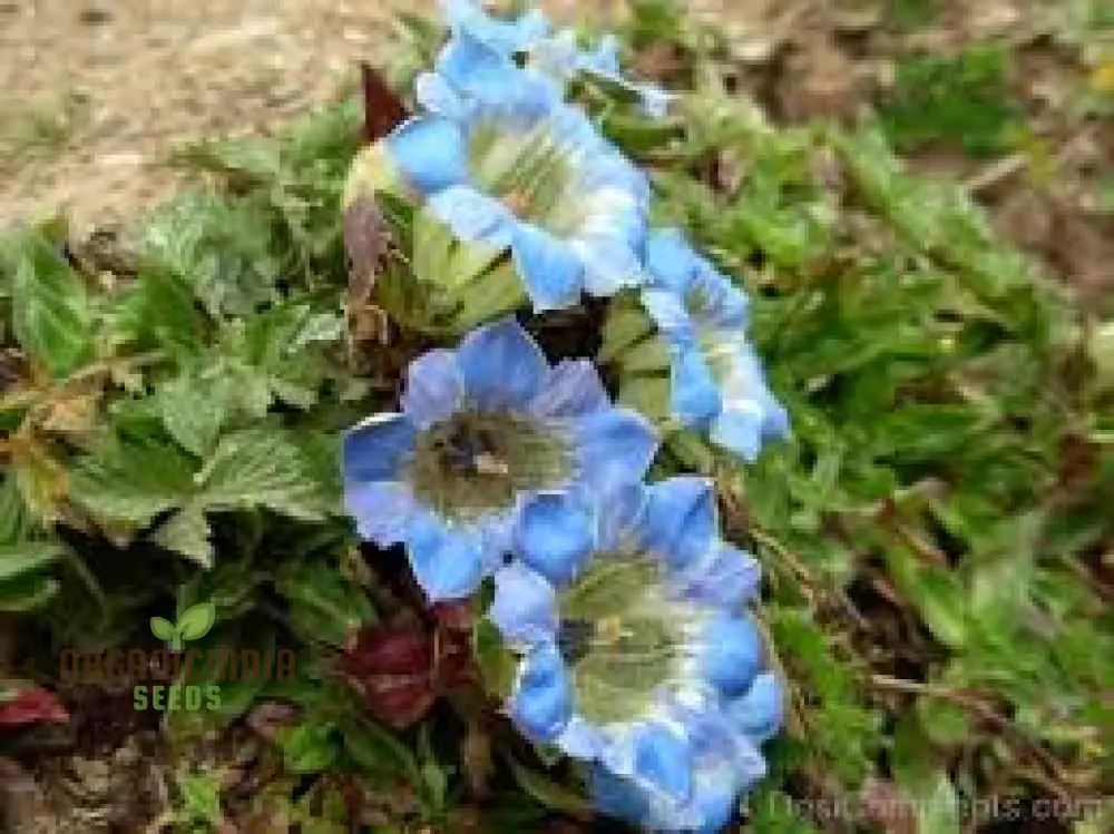 Gentiana Depressa Seeds for Alpine Garden Enthusiasts â€“ Perfect for Adding Unique Blue Blooms to Your Rock Garden - Image 3