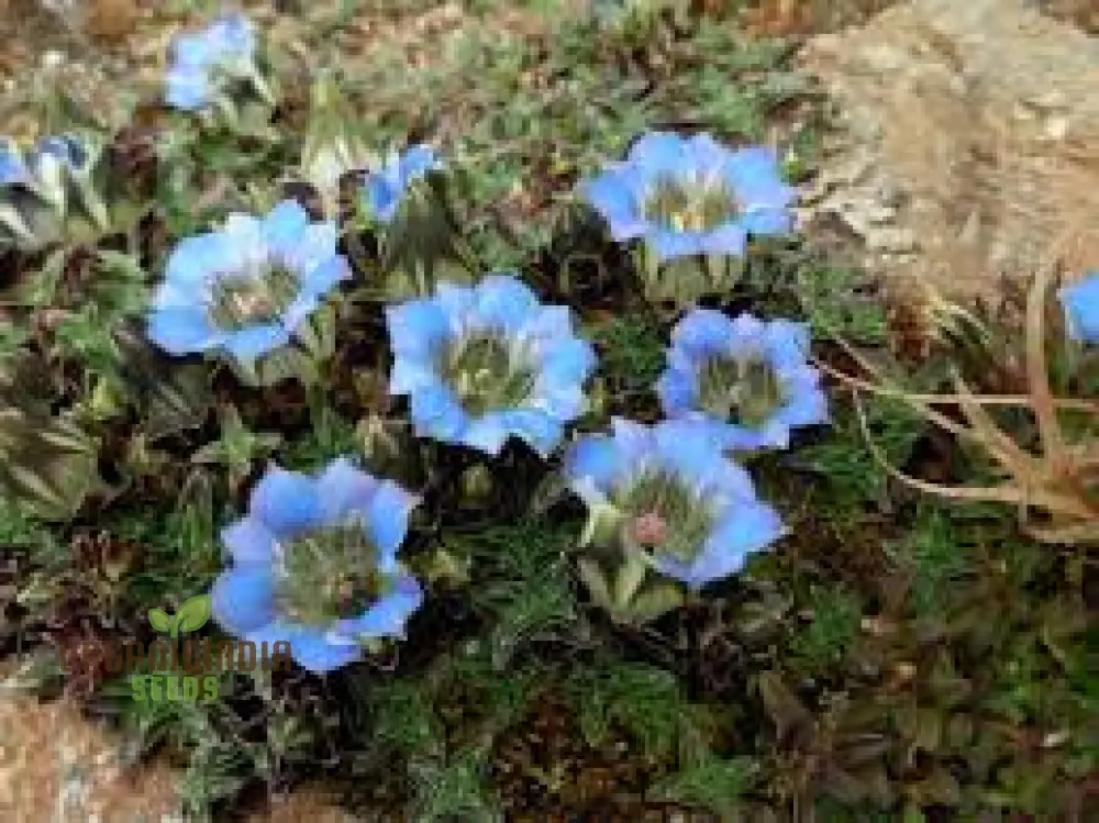 Gentiana Depressa Seeds for Alpine Garden Enthusiasts â€“ Perfect for Adding Unique Blue Blooms to Your Rock Garden - Image 4