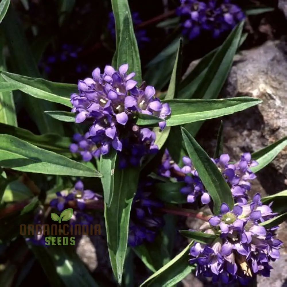 Gentiana Gracilipes Seeds Alpine for Garden Enthusiasts | Hardy Perennial with Blue Trumpet-Shaped Blooms