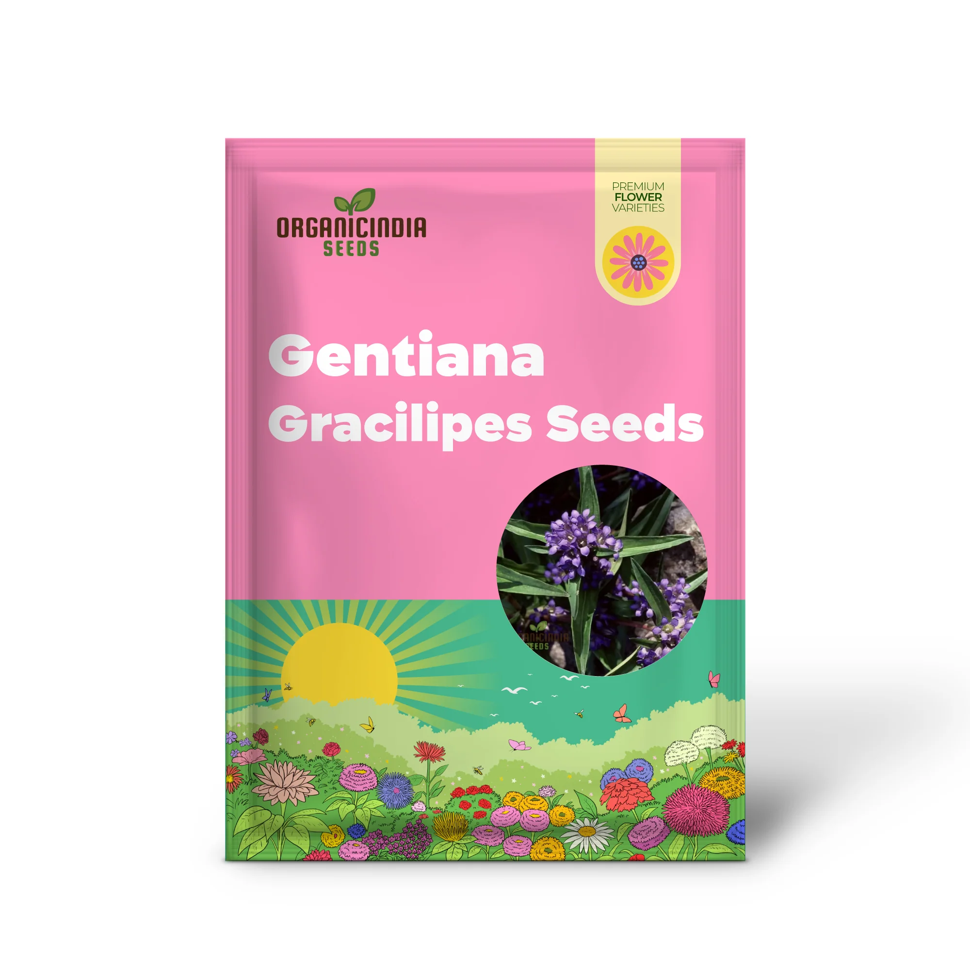 Gentiana Gracilipes Seeds Alpine for Garden Enthusiasts | Hardy Perennial with Blue Trumpet-Shaped Blooms - Image 2