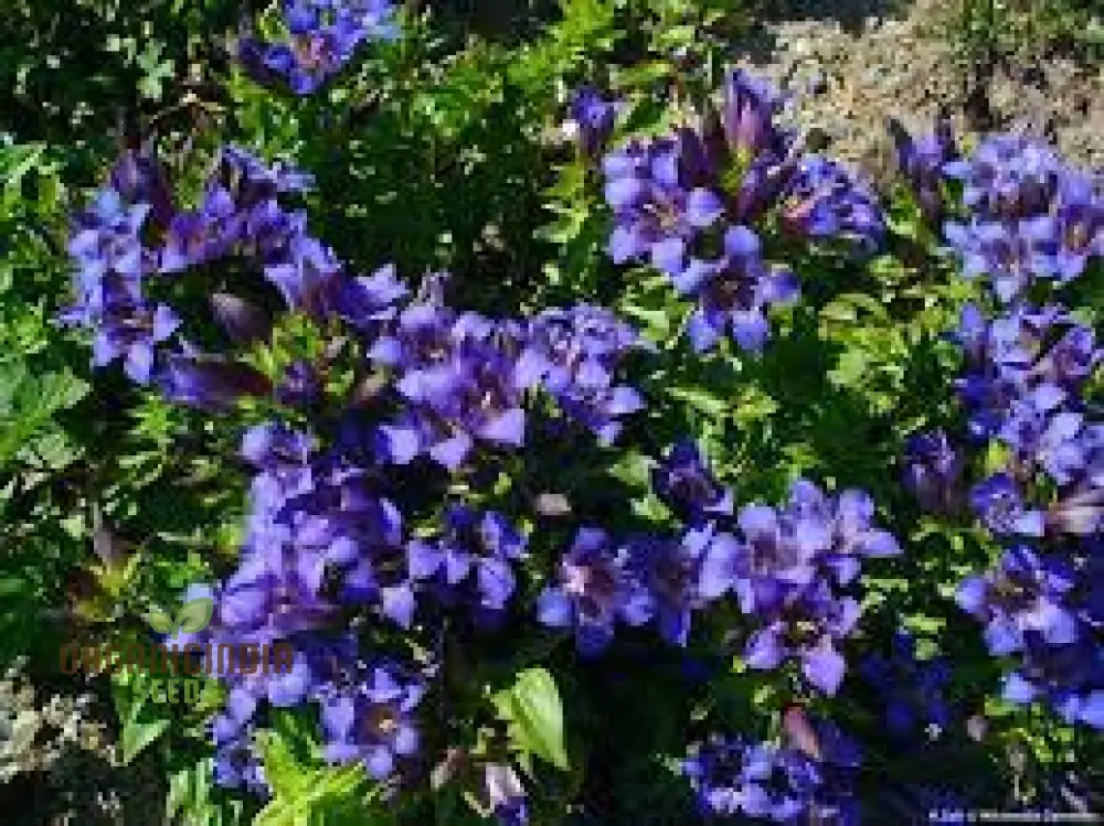 Gentiana Gracilipes Seeds Alpine for Garden Enthusiasts | Hardy Perennial with Blue Trumpet-Shaped Blooms - Image 3