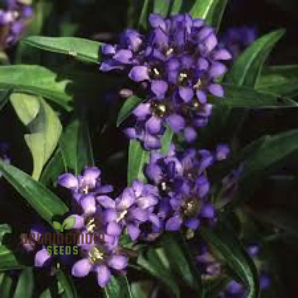 Gentiana Gracilipes Seeds Alpine for Garden Enthusiasts | Hardy Perennial with Blue Trumpet-Shaped Blooms - Image 4