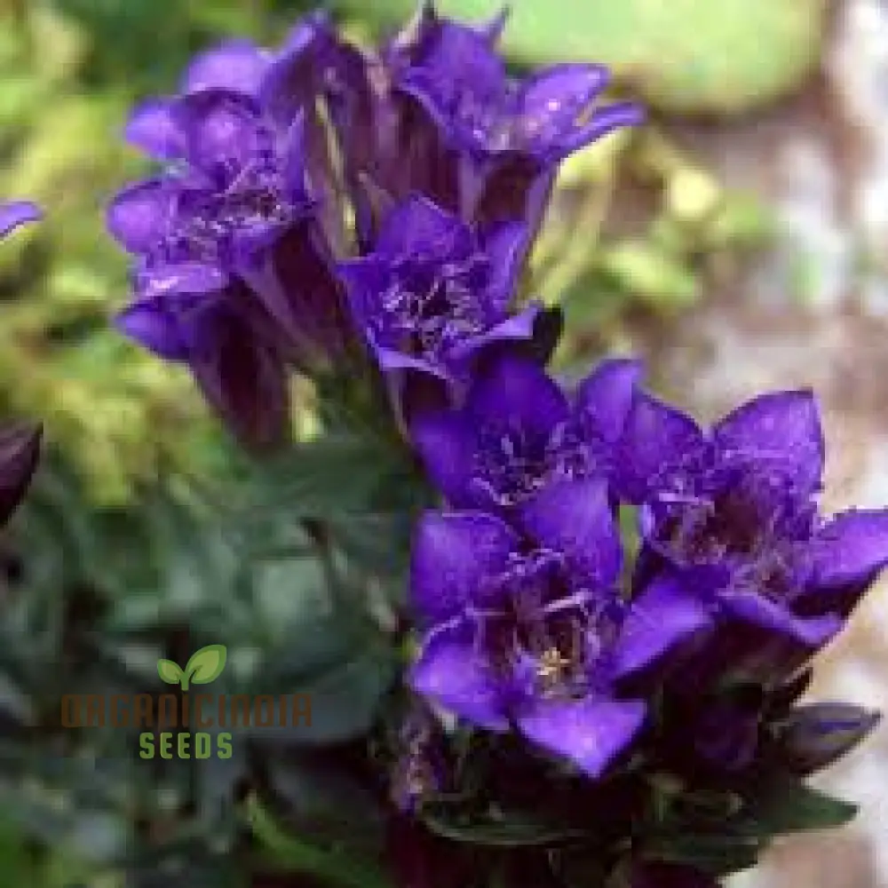 Gentiana Grossheimii Alpine Seeds - Exotic Blue Flowers for Mountain Gardens - Hardy Perennial Seed Packet