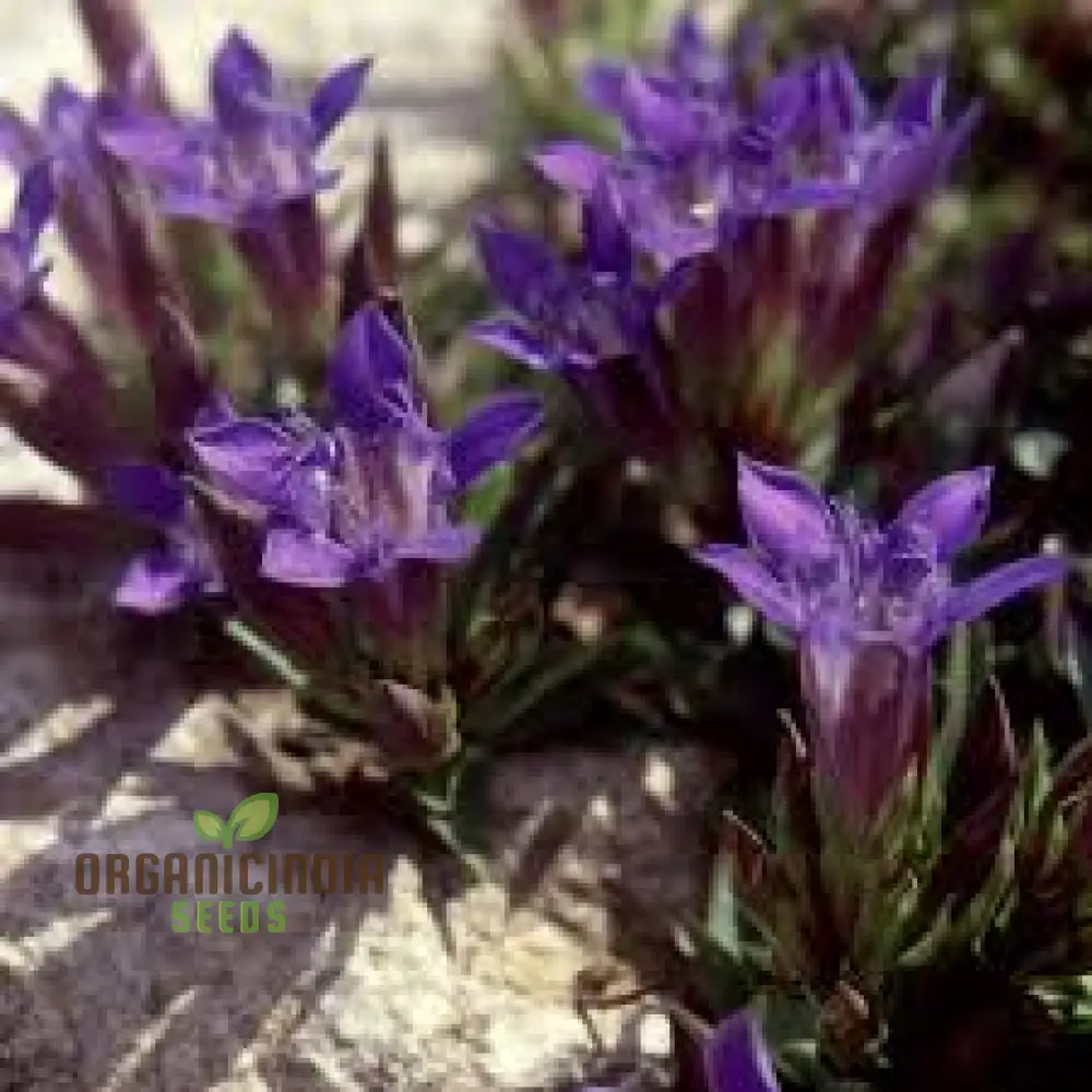 Gentiana Grossheimii Alpine Seeds - Exotic Blue Flowers for Mountain Gardens - Hardy Perennial Seed Packet - Image 3