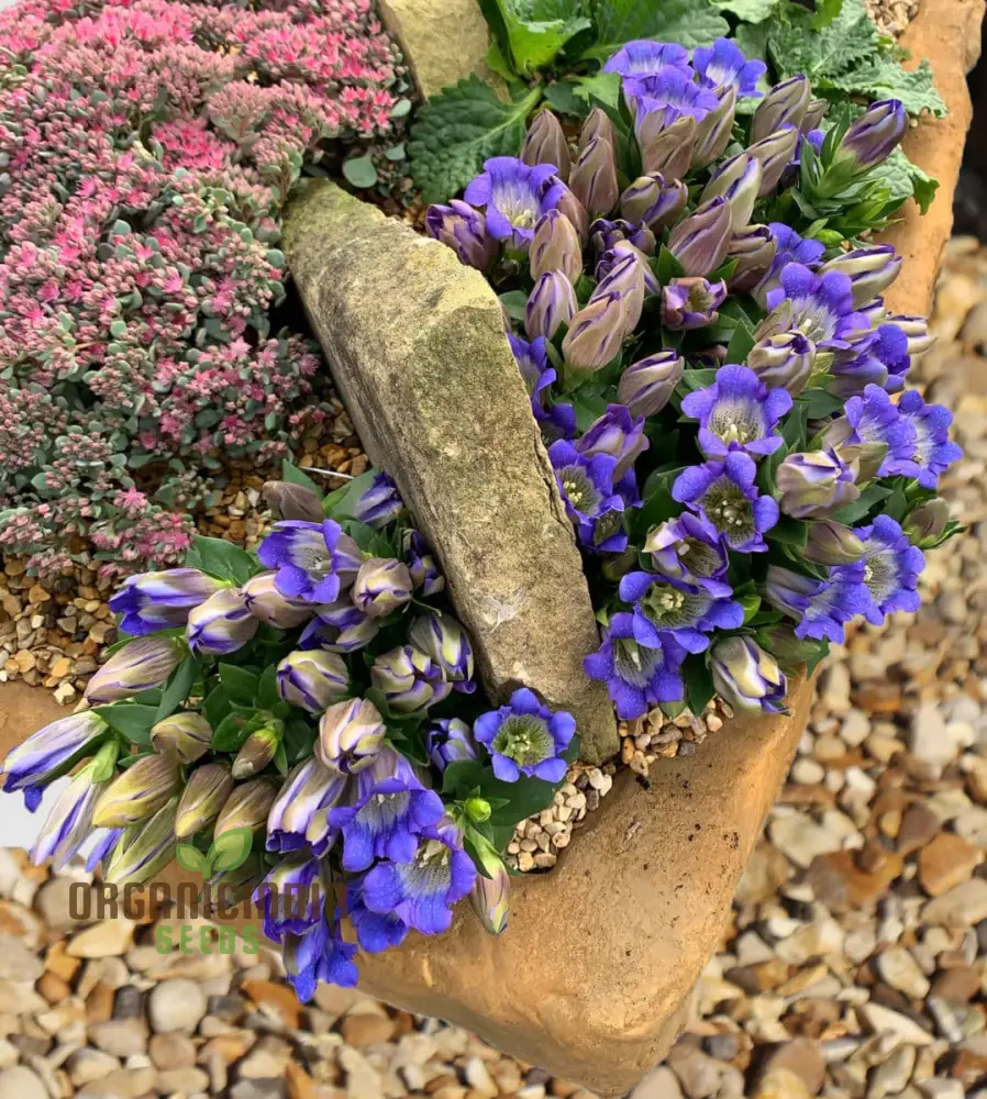 Gentiana Grossheimii Alpine Seeds - Exotic Blue Flowers for Mountain Gardens - Hardy Perennial Seed Packet - Image 4