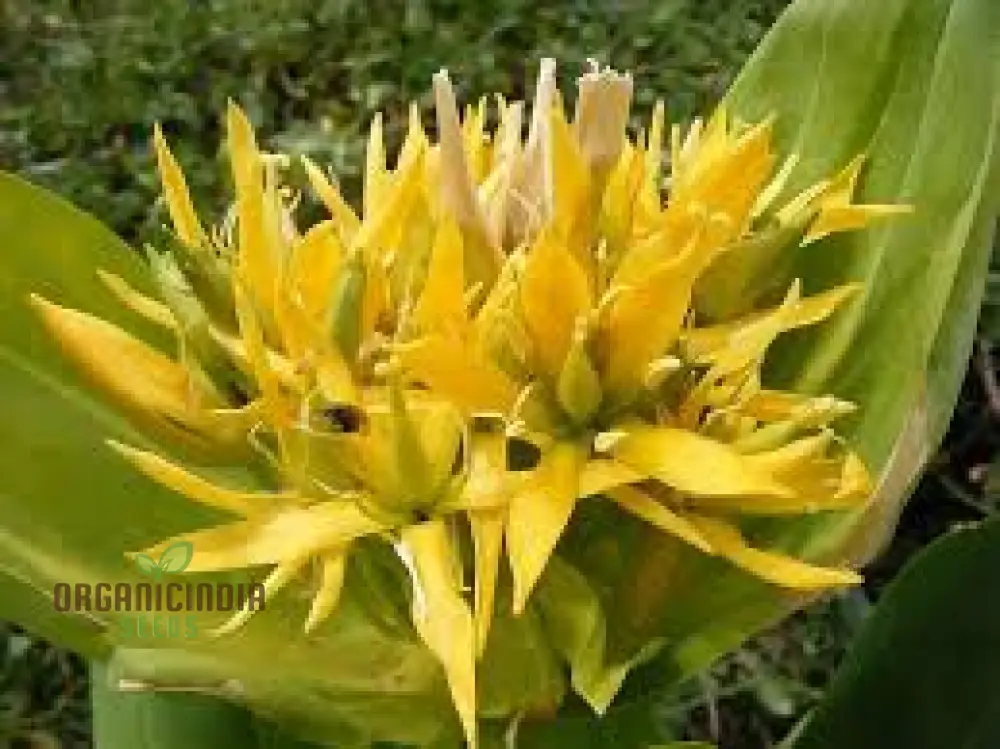 Gentiana Lutea Seeds For Planting: A Complete Guide to Growing and Caring for the Majestic Yellow Gentian