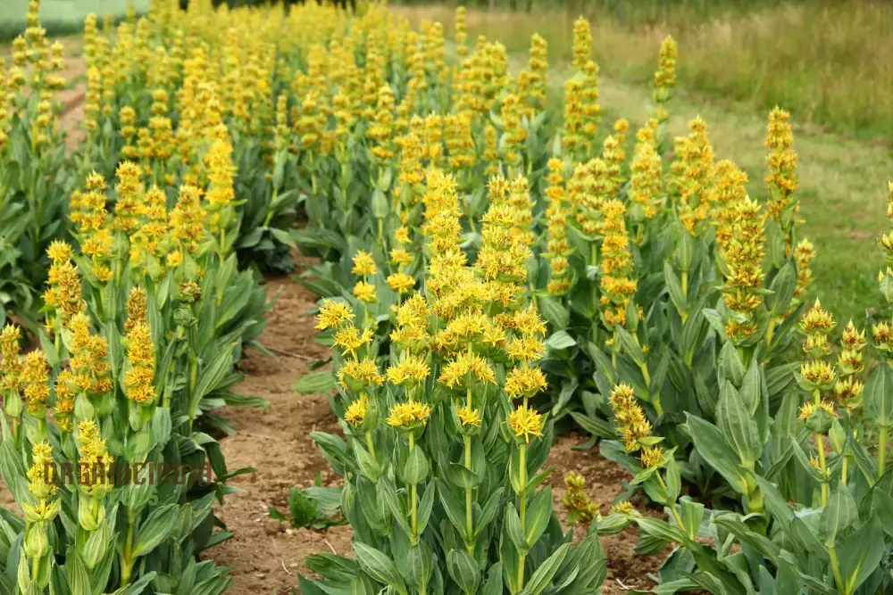 Gentiana Lutea Seeds For Planting: A Complete Guide to Growing and Caring for the Majestic Yellow Gentian - Image 3